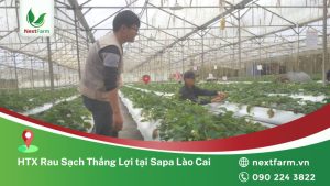 HTX-Rau-Sach-Thang-Loi-tai-Sapa-Lao-Cai